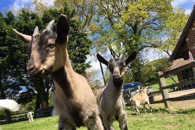 Rare Breed English Goats