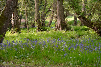 Bluebell Wood at Rushcroft Farm